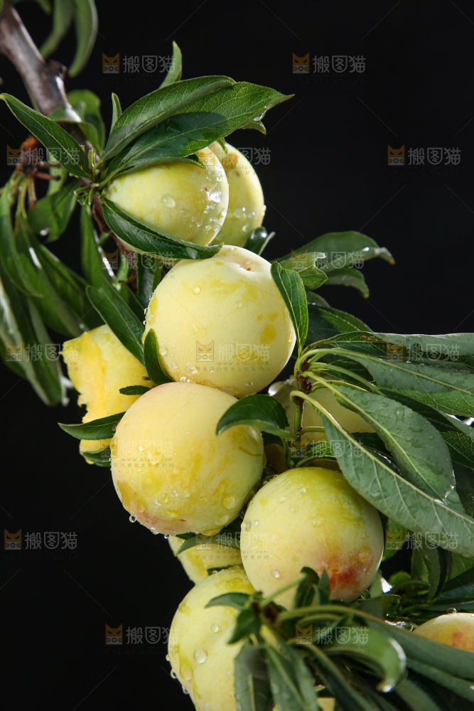 树枝上的新鲜李子