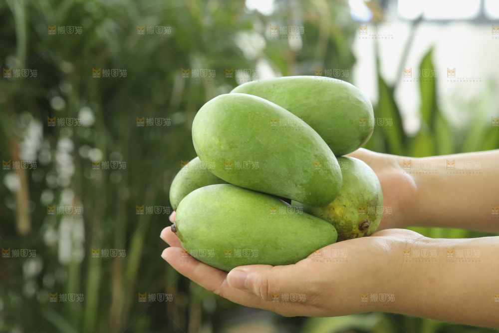 手里拿着象牙芒
