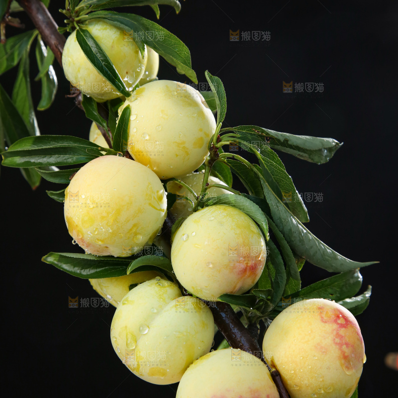 树枝上的新鲜李子