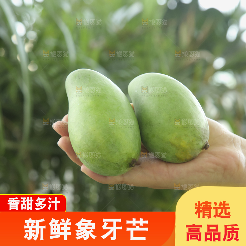 手里拿着象牙芒