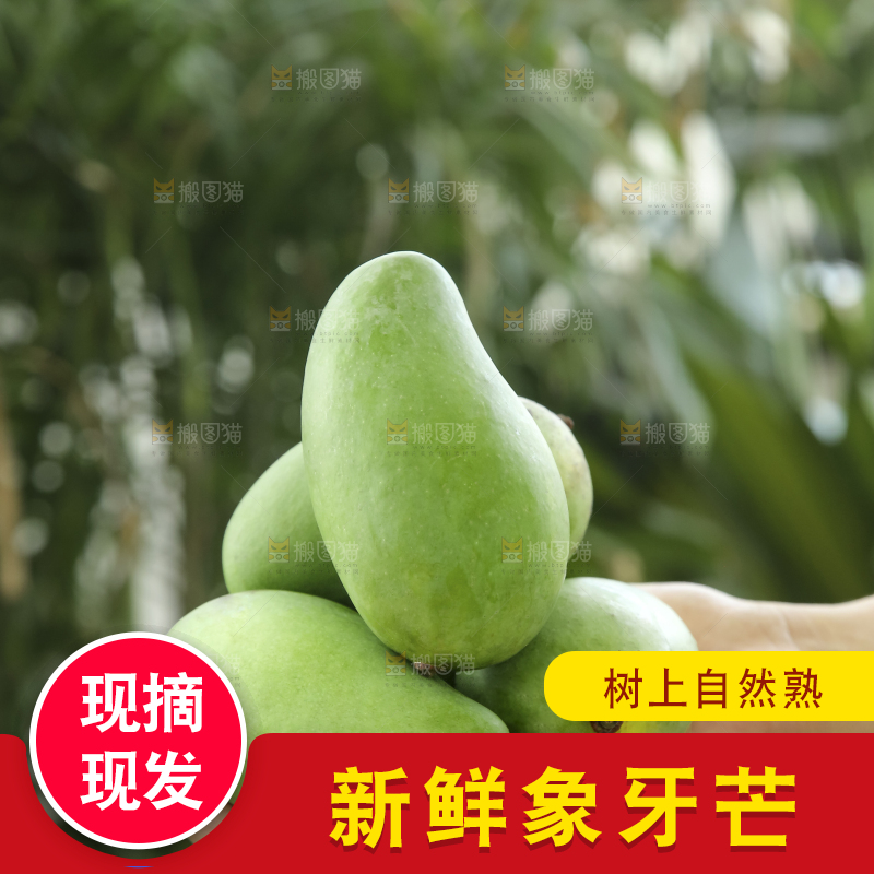 手里拿着象牙芒