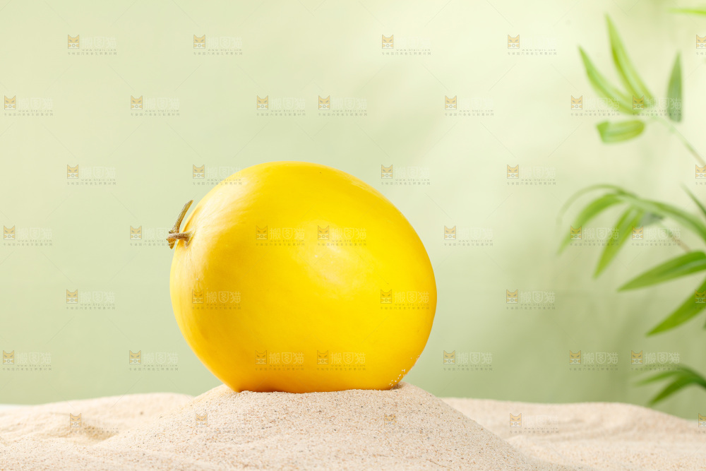 浅底上的黄河蜜瓜