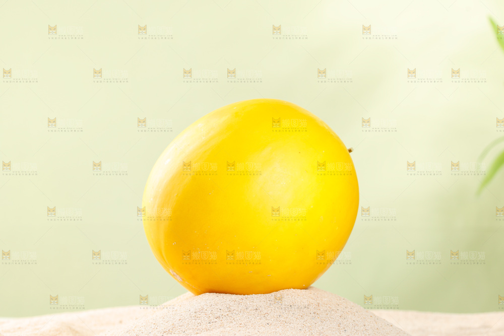 浅底上的黄河蜜瓜