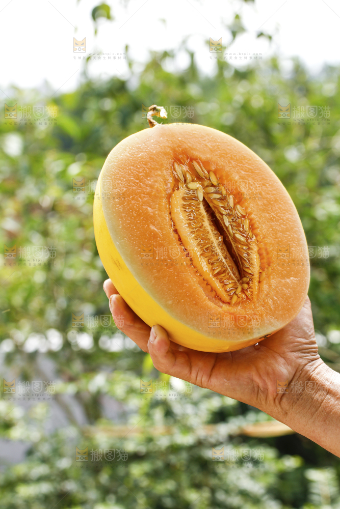 手里拿着黄河蜜瓜