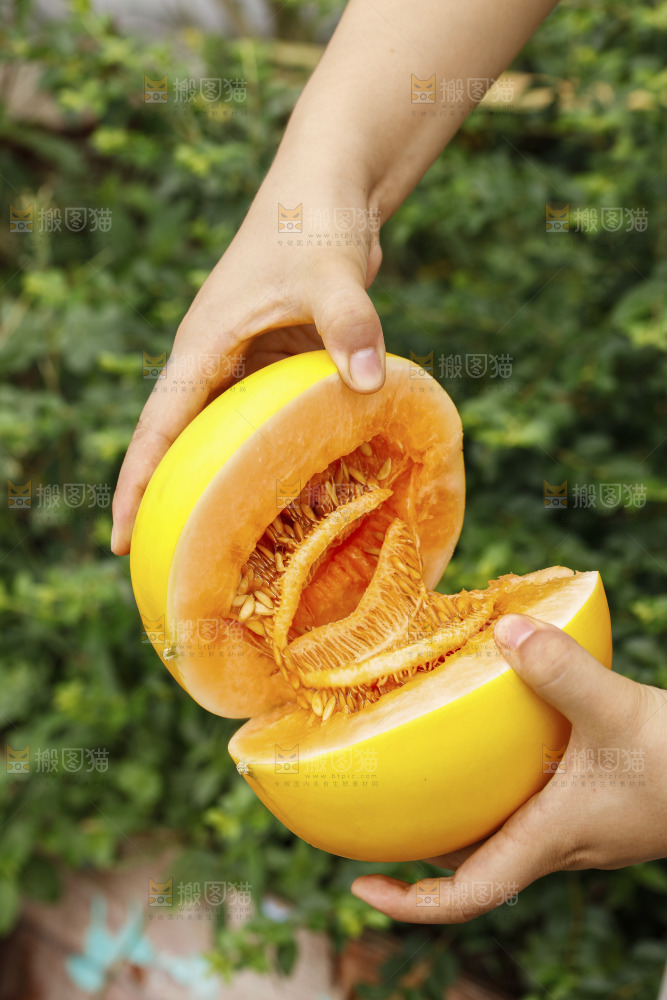手里拿着黄河蜜瓜
