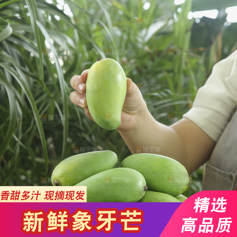 手里拿着象牙芒