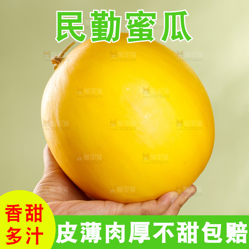 浅底上的黄河蜜瓜