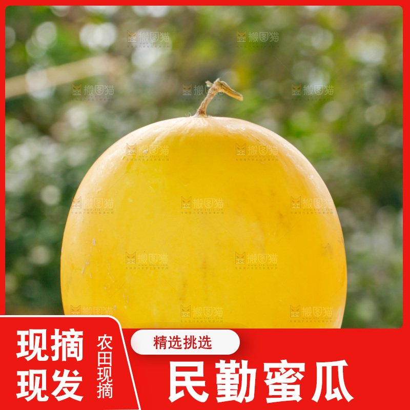手里拿着民勤蜜瓜