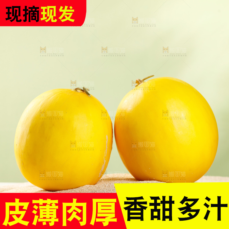 浅底上的黄河蜜瓜