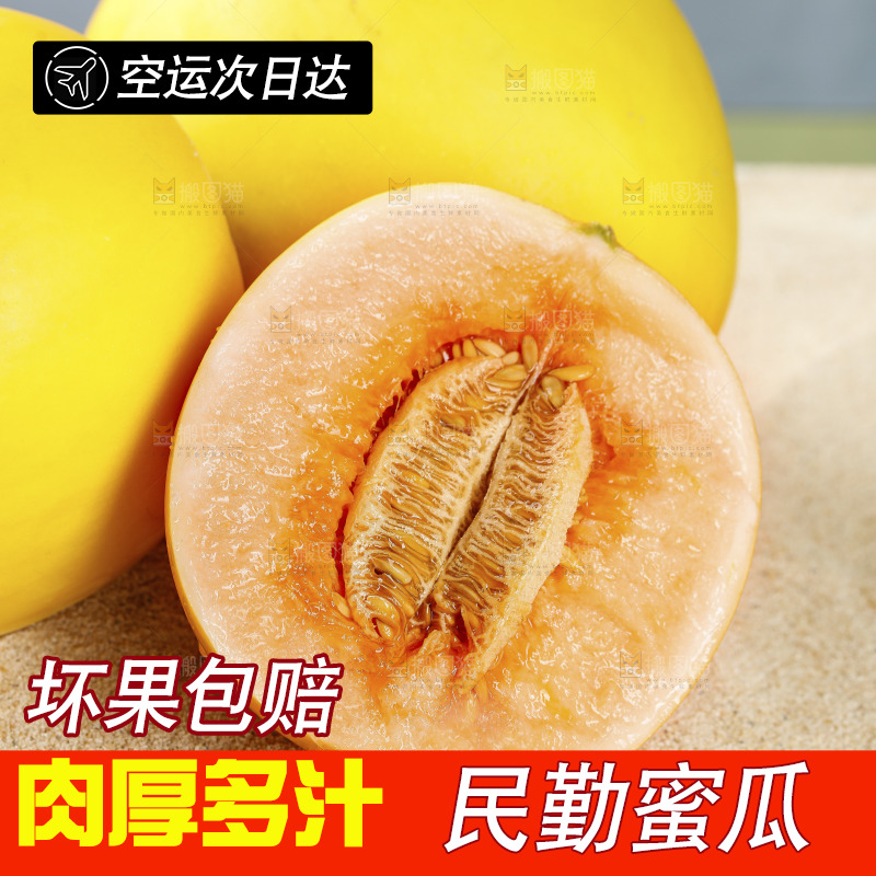 浅底上的民勤蜜瓜