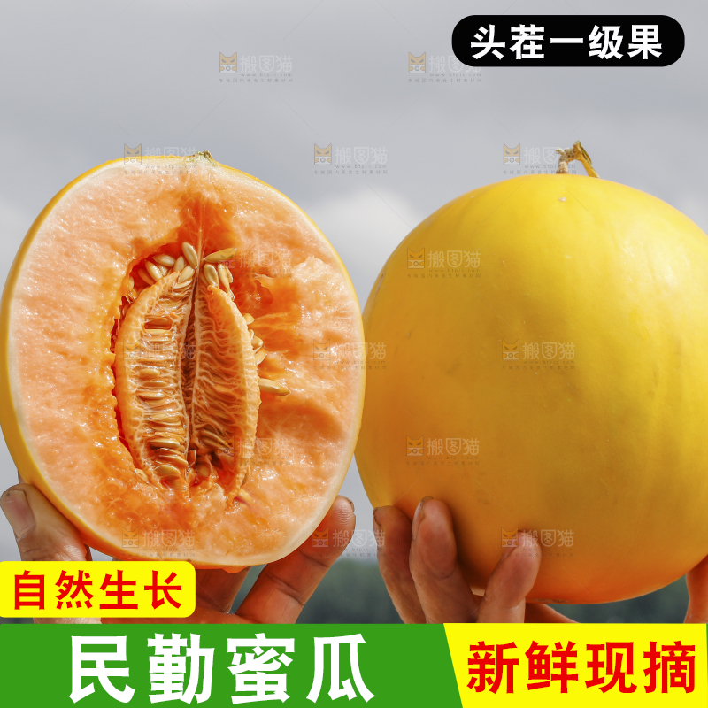 手里拿着民勤蜜瓜