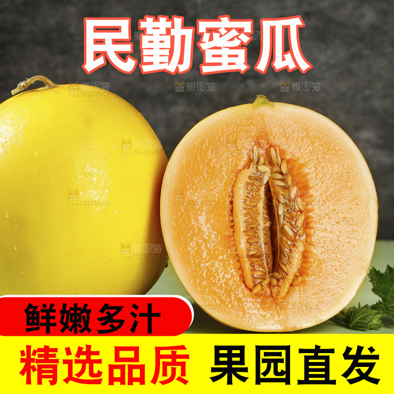 浅底上的民勤蜜瓜
