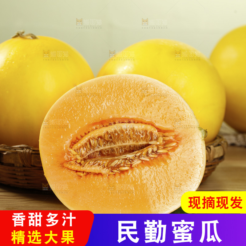 浅底上的黄河蜜瓜