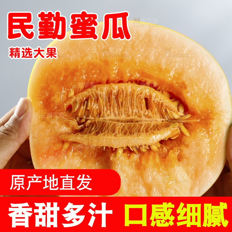 浅底上的民勤蜜瓜