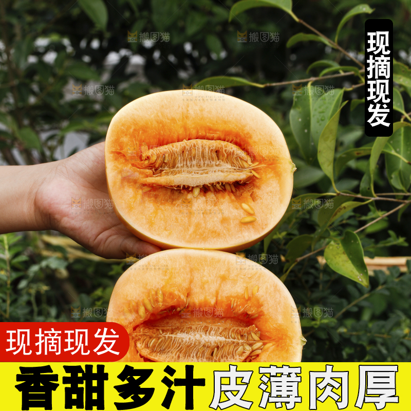 手里拿着黄河蜜瓜