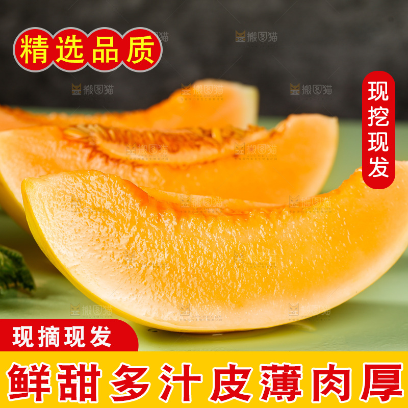 浅底上的民勤蜜瓜