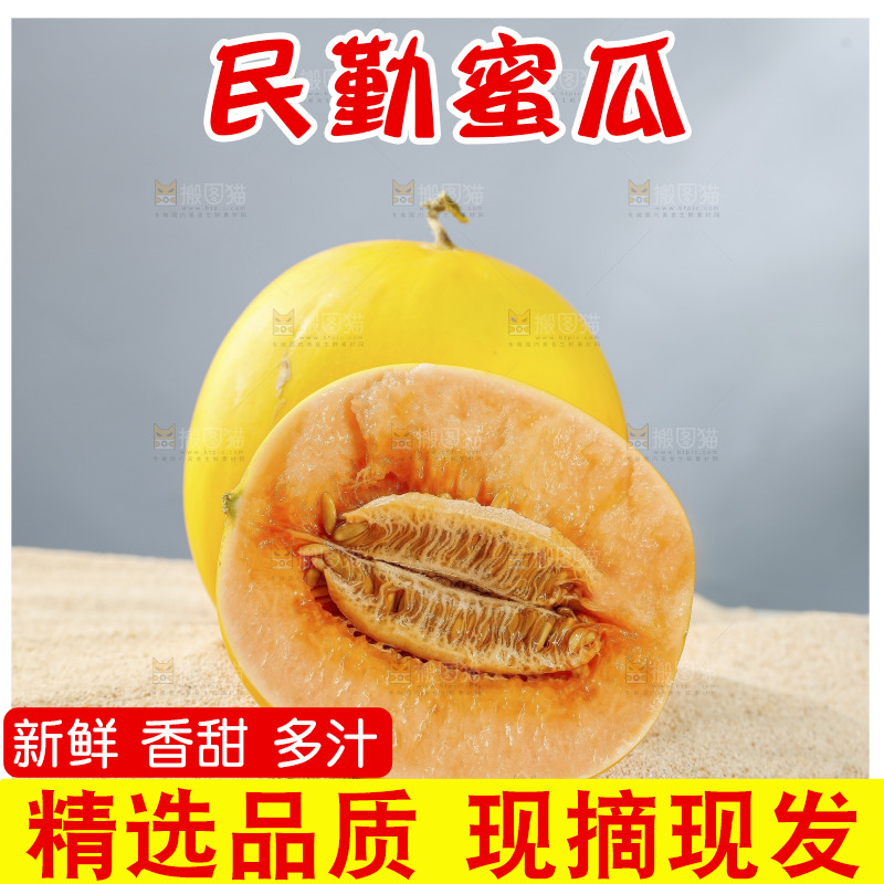 浅底上的民勤蜜瓜