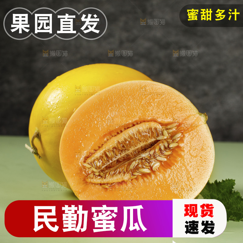 浅底上的民勤蜜瓜