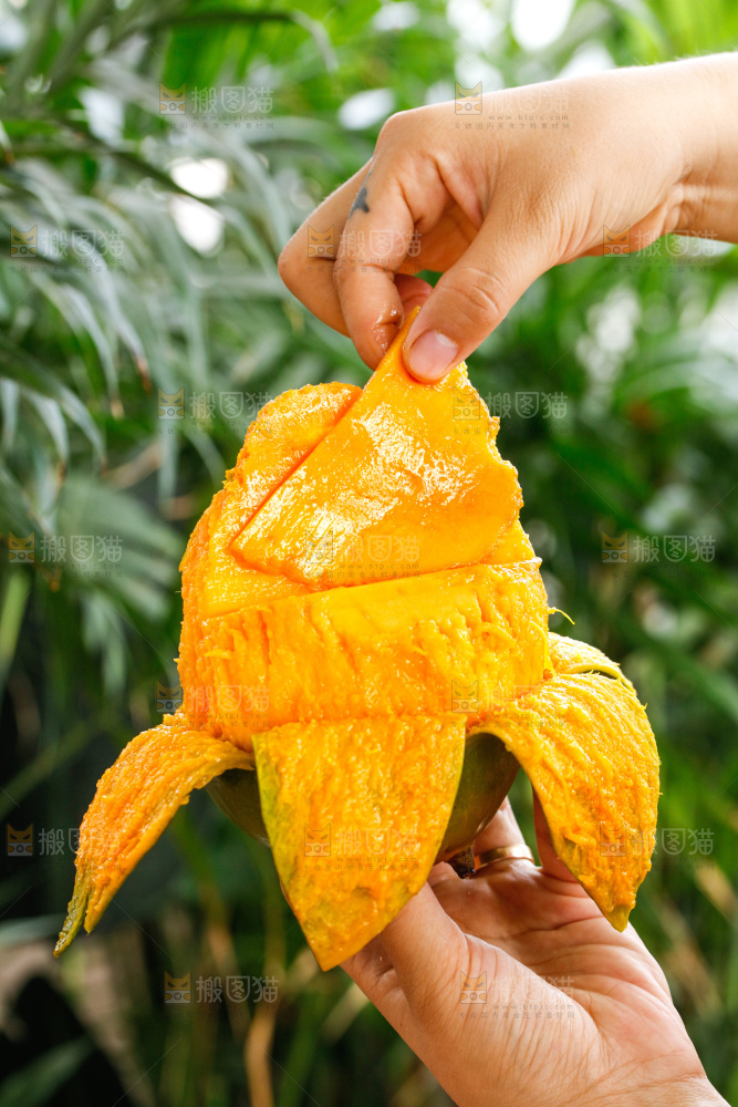 手里拿着凯特芒