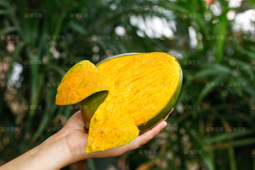 手里拿着凯特芒