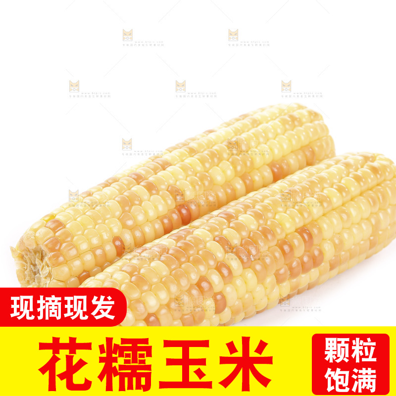白底上的花糯玉米