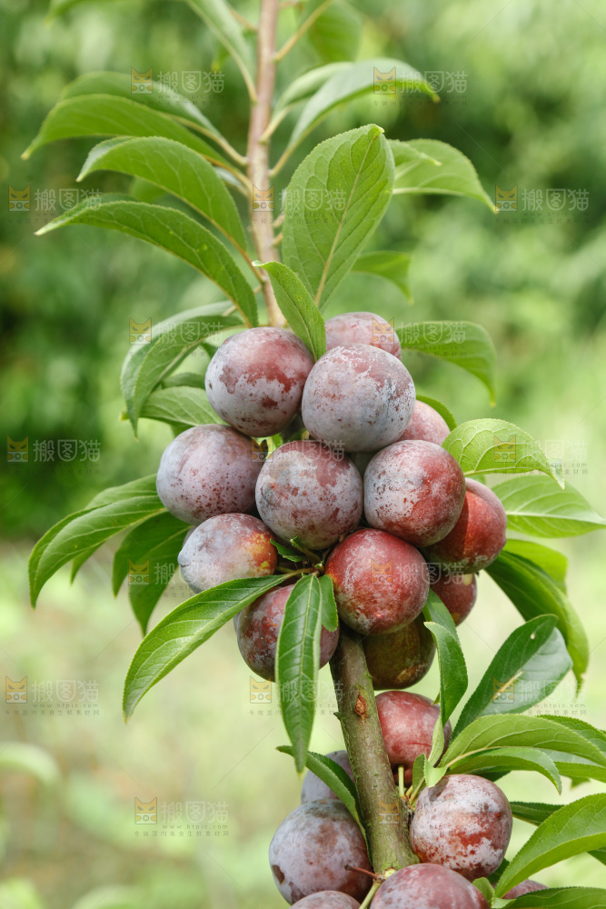 树上的新鲜红脆李