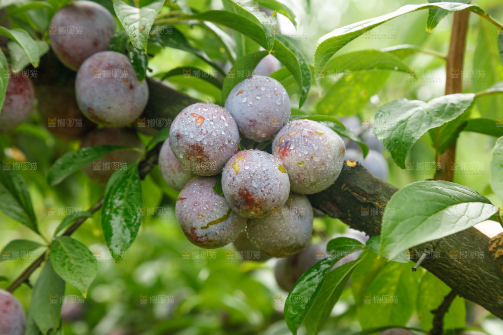 树上的新鲜红脆李