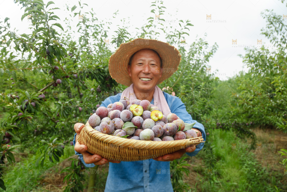手里拿着红脆脱骨李
