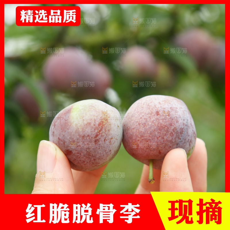 树上的新鲜红脆李