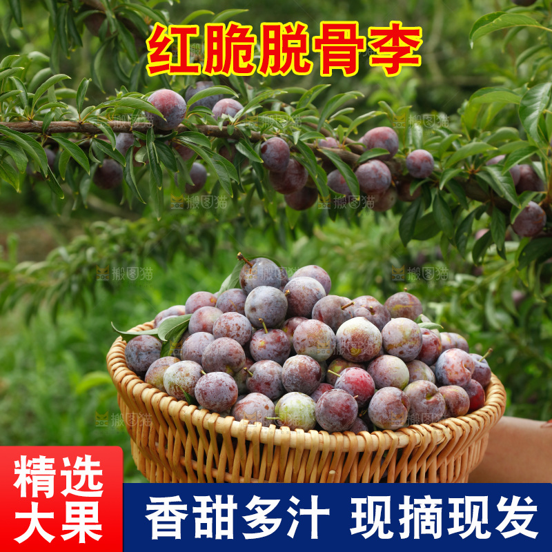手里拿着红脆脱骨李