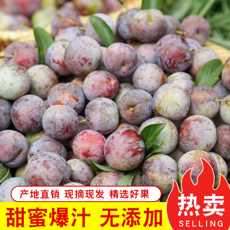 地上的现摘红脆李