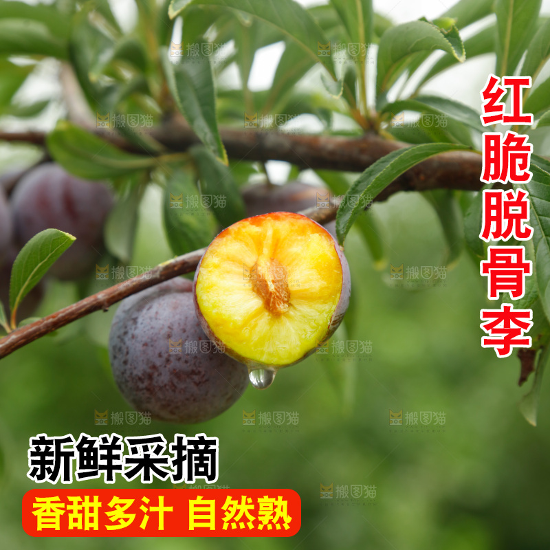 手里拿着红脆脱骨李