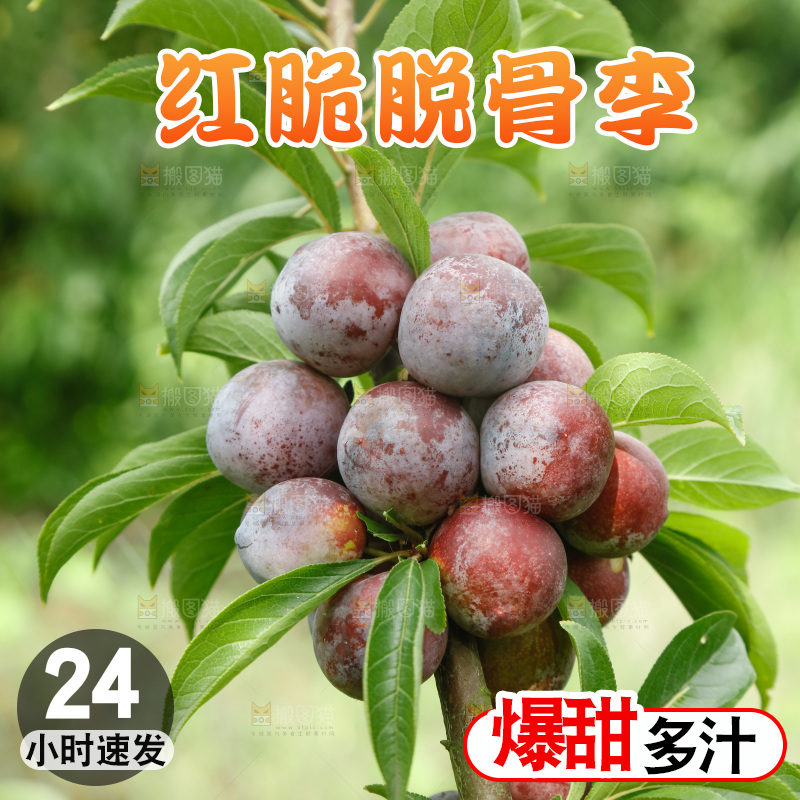 树上的新鲜红脆李