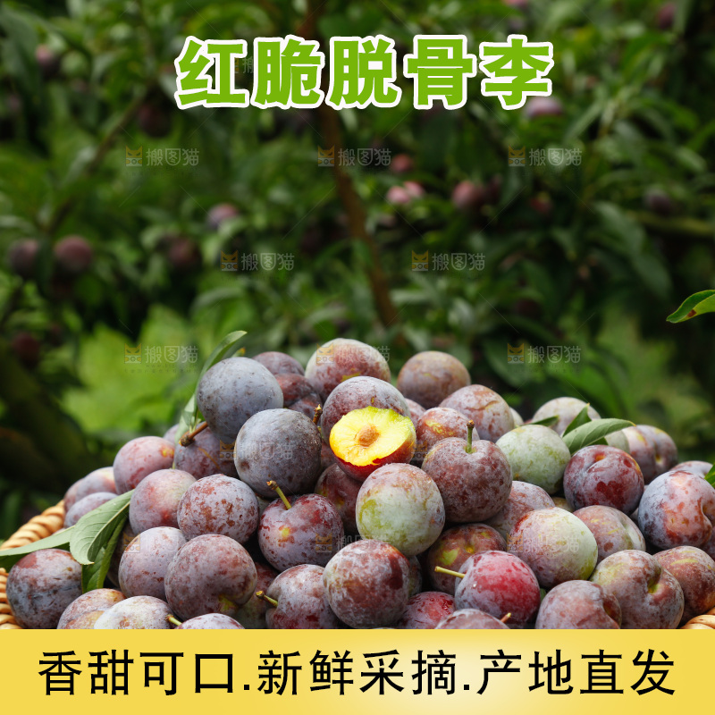 手里拿着红脆脱骨李