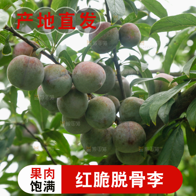 树上的新鲜红脆李