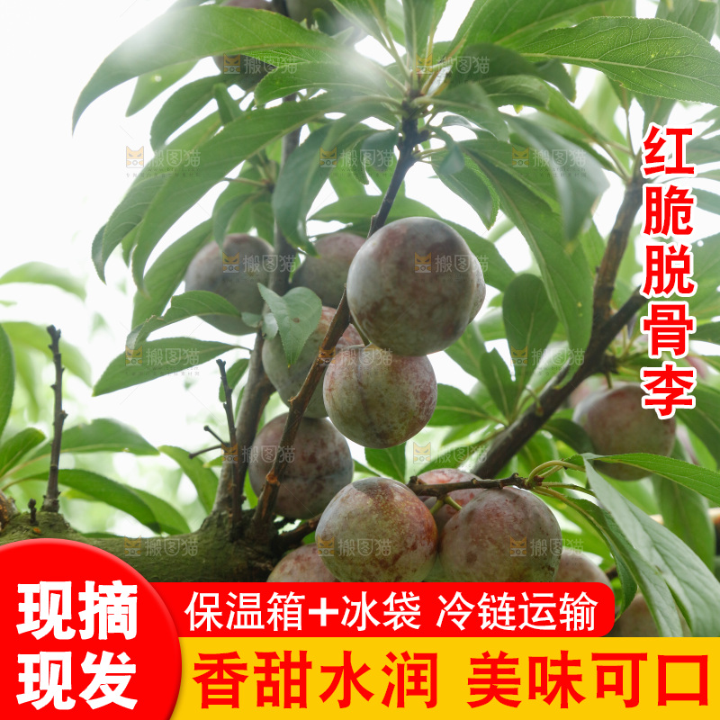 树上的新鲜红脆李