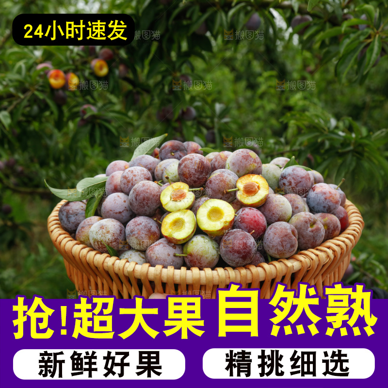 手里拿着红脆脱骨李