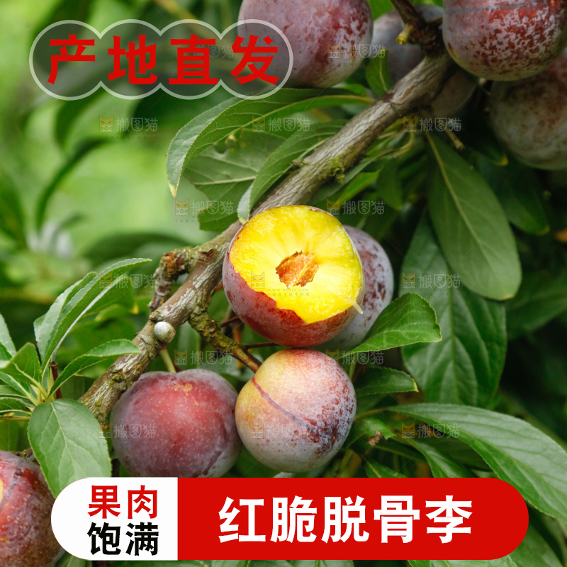 树上的新鲜红脆李