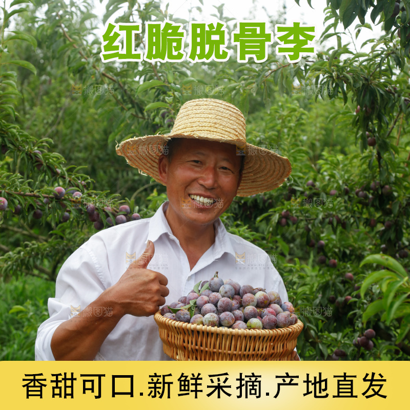 手里拿着红脆脱骨李