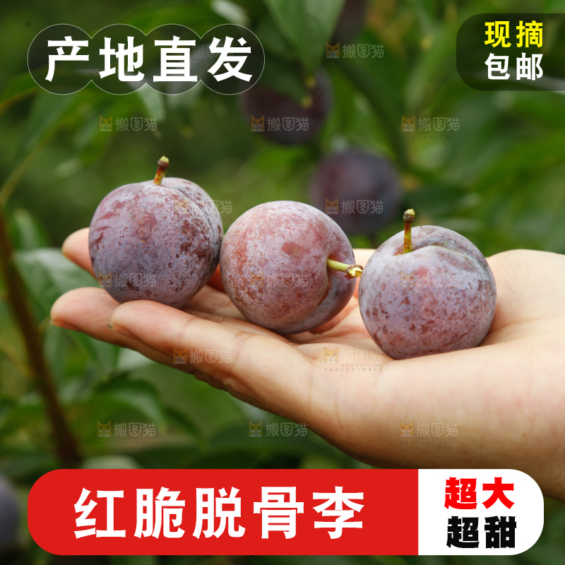 手里拿着红脆脱骨李