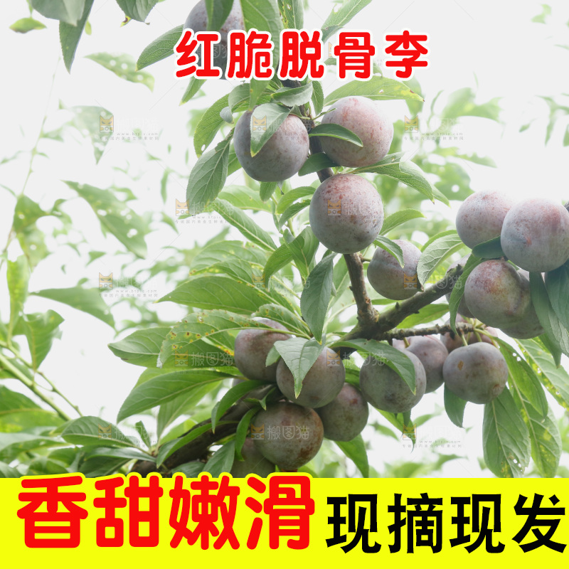 树上的新鲜红脆李
