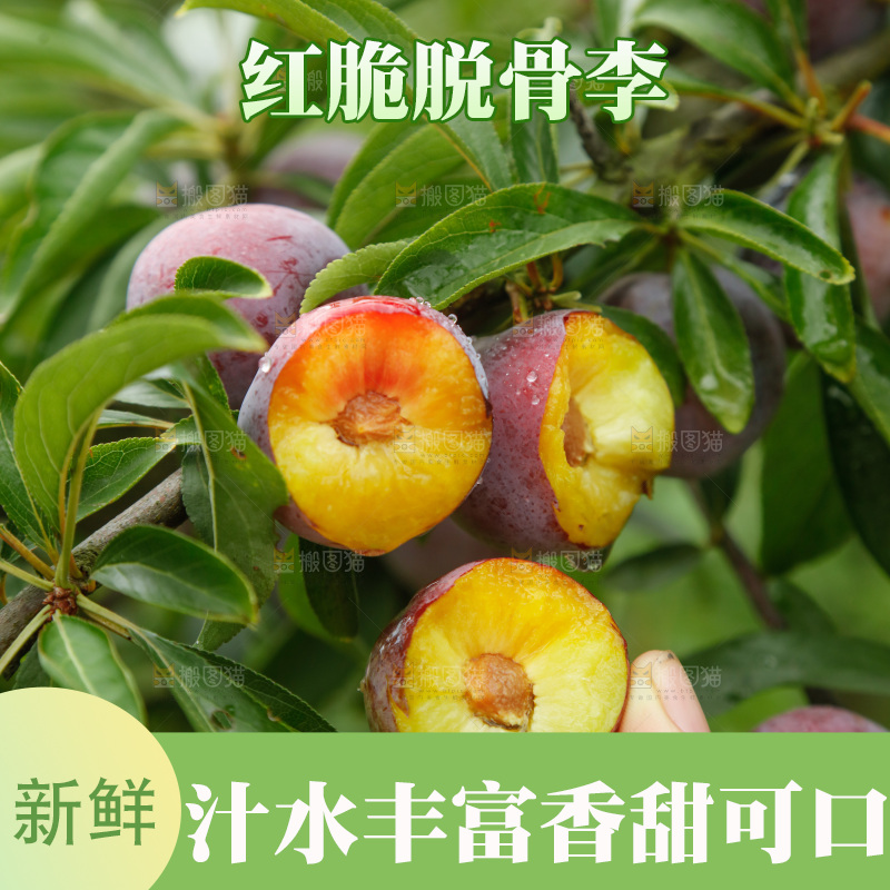 树上的新鲜红脆李