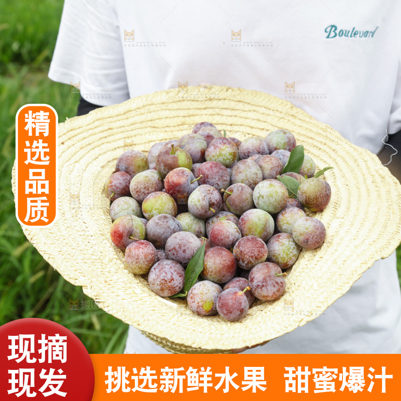 手里拿着红脆脱骨李