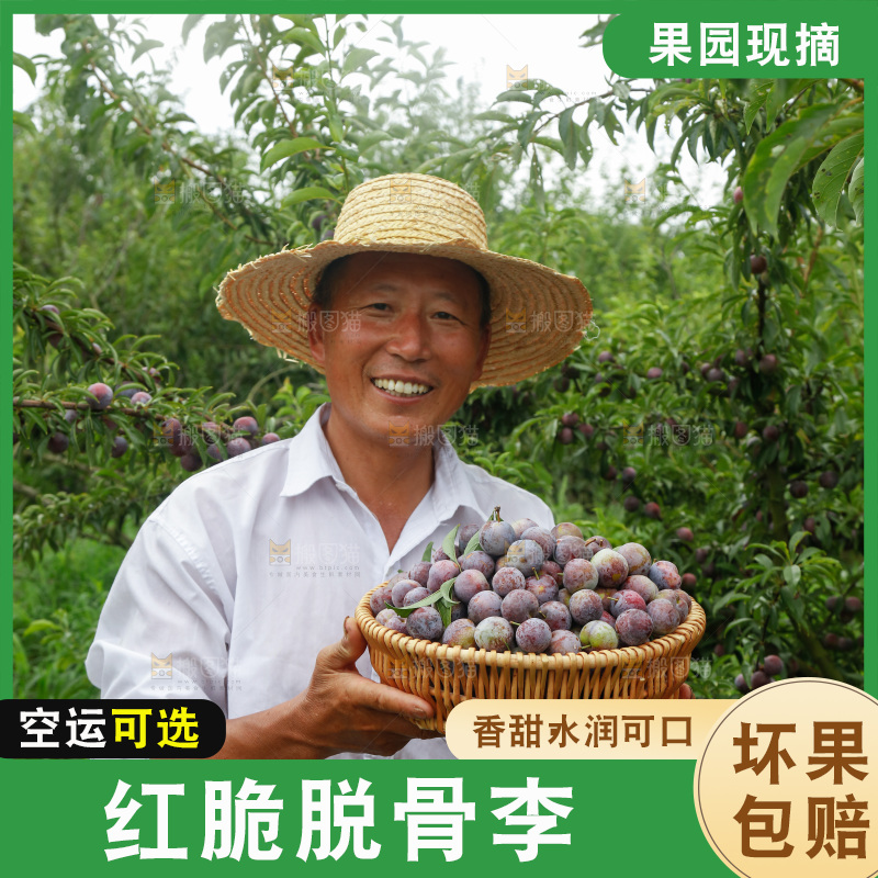 手里拿着红脆脱骨李
