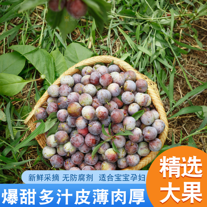 地上的现摘红脆李