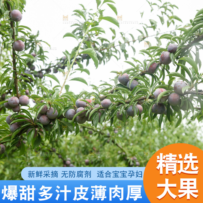 树上的新鲜红脆李