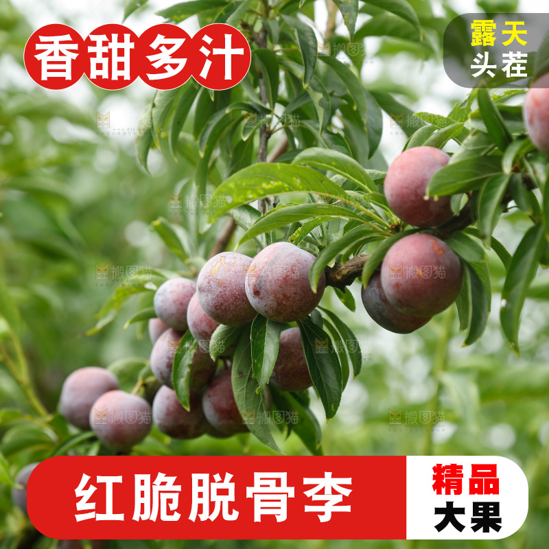 树上的新鲜红脆李