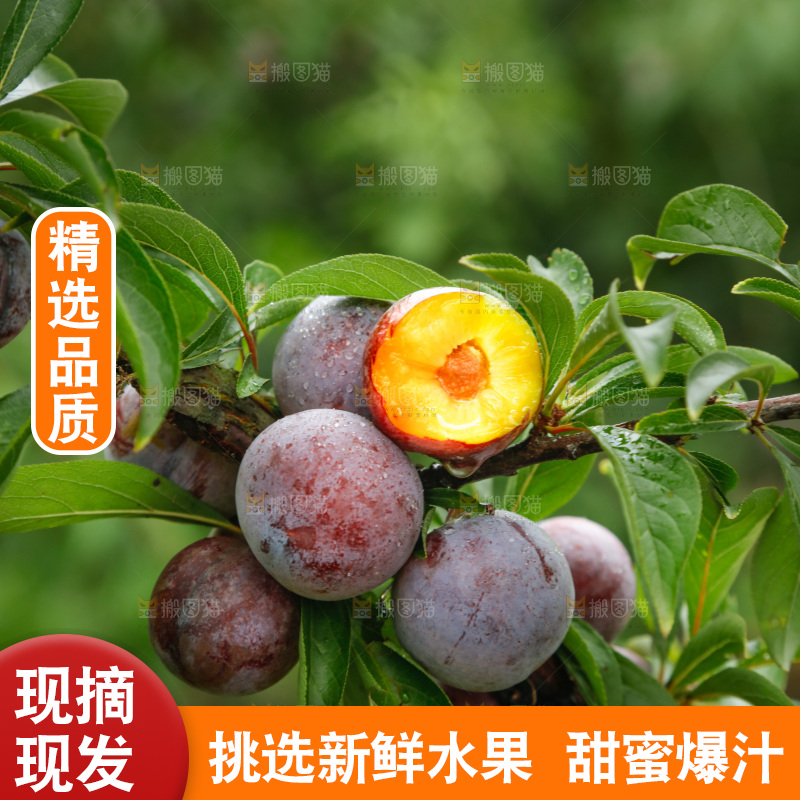 树上的新鲜红脆李
