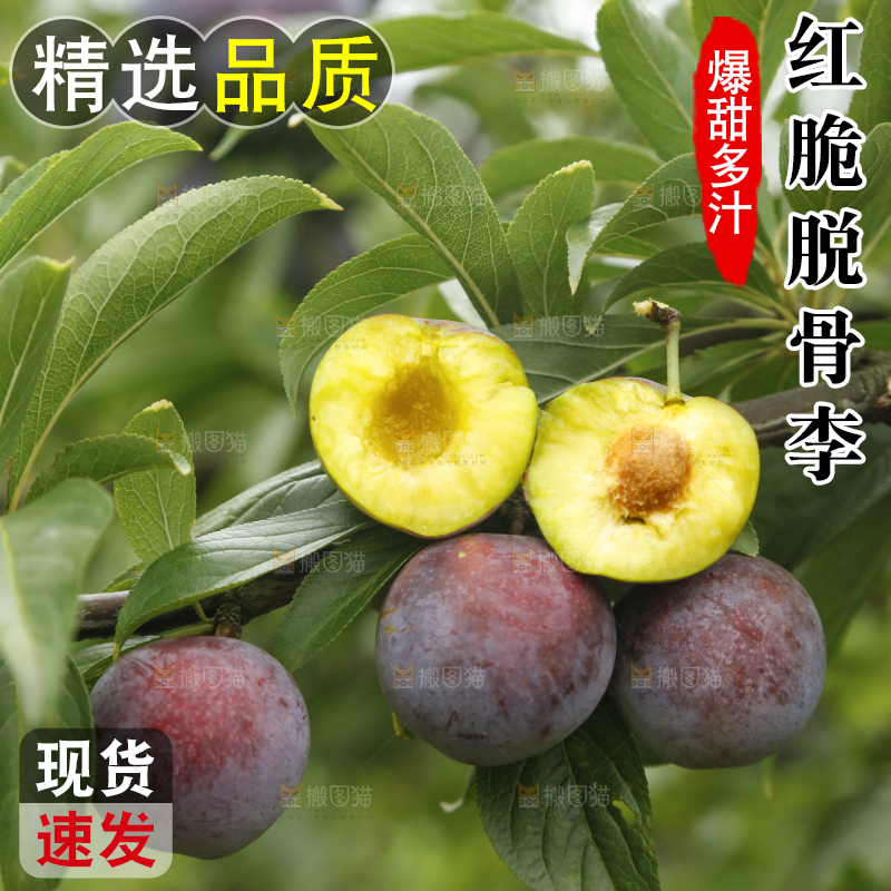 树上的新鲜红脆李