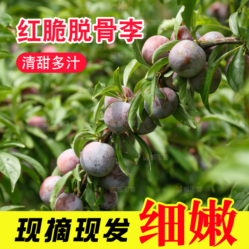 树上的新鲜红脆李